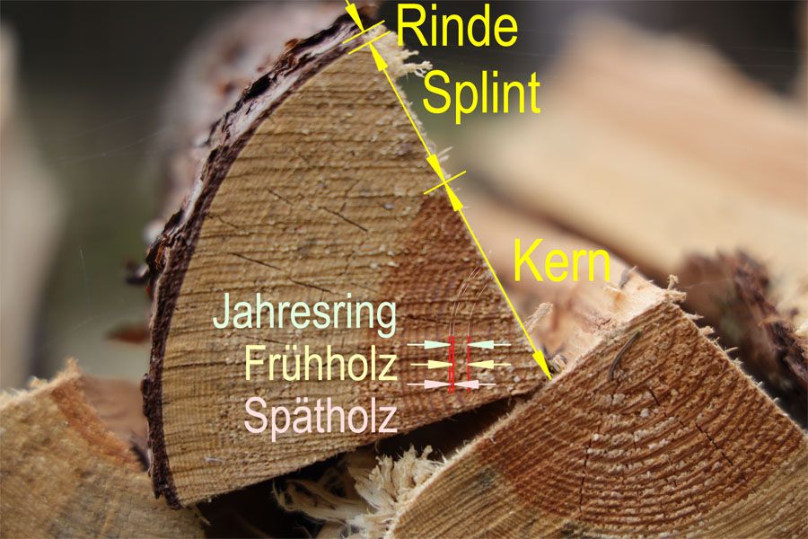 Bezeichnungen am Holzquerschnitt