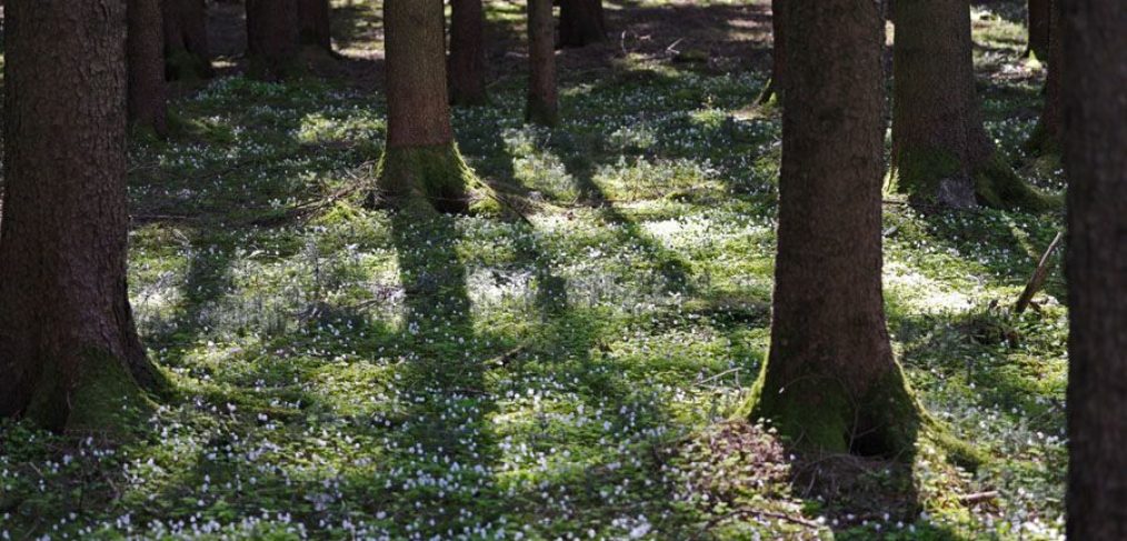 Sonnendurchfluteter Wald