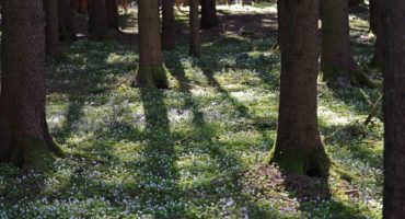 Sonnendurchfluteter Wald